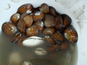 Our bountiful harvest of purple varnish and Eastern softshell (think Maine steamers) clams.