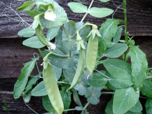 Peas in the garden.