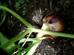 Onion right before pulling.