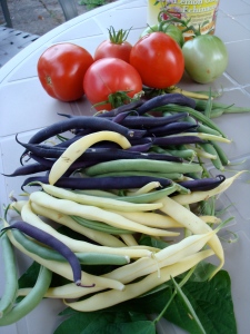 Purple beans (among others) from my garden.