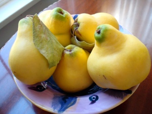These Oregon quinces are ripe. You can see-and especially smell-the difference.